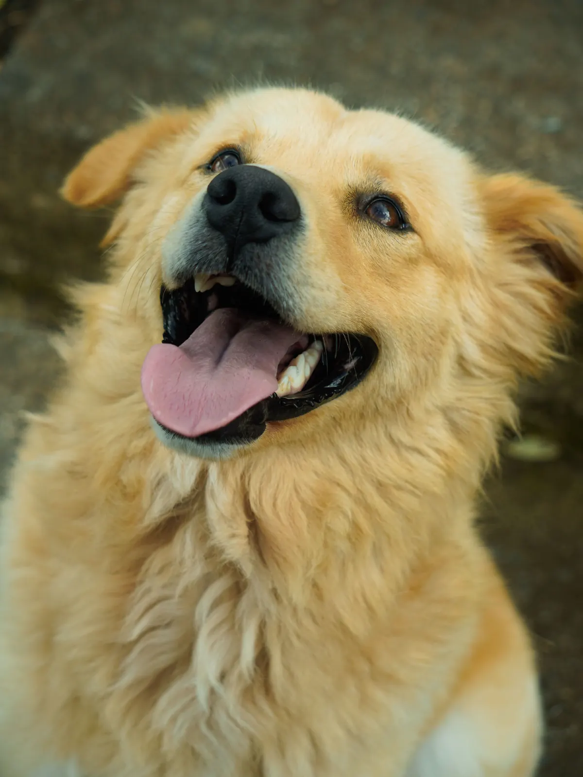 Cão de porte médio, pelagem clara, sorrindo com a língua para fora
